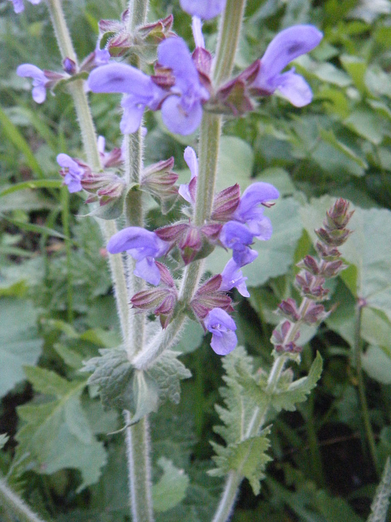 Salvia verbenaca (Salvia)